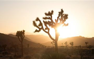 plant in desert with sun glaring behind All Mac wallpaper