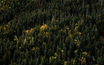 aerial photo of forest iMac wallpaper