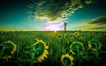 sun flower field 5k All Mac wallpaper