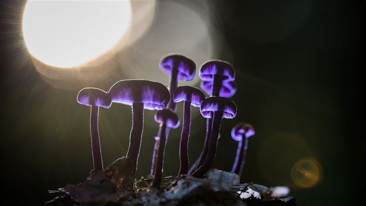 mushrooms purple glowing 5k Mac Wallpaper