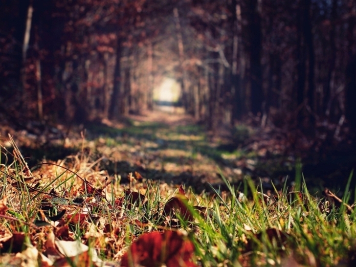 Forests paths trees Mac Wallpaper