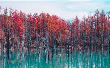 autumn lake reflection trees MacBook Pro wallpaper