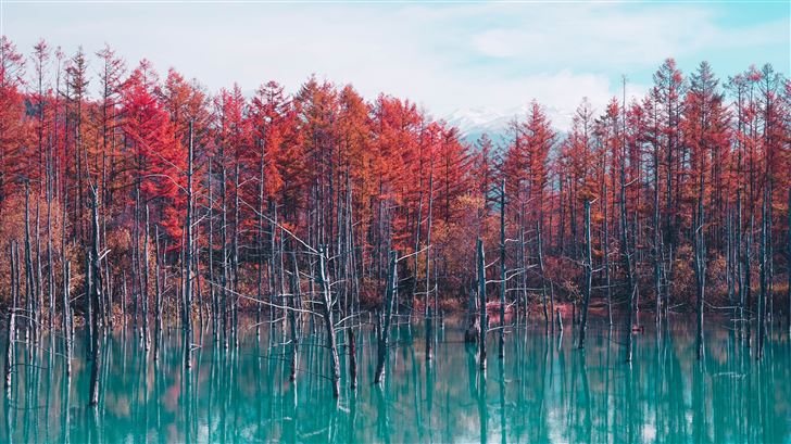 autumn lake reflection trees Mac Wallpaper