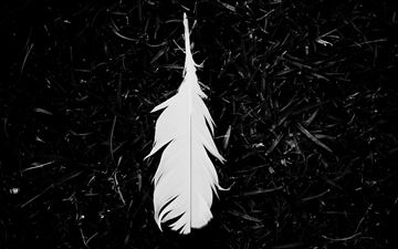 feather black and white 5k All Mac wallpaper