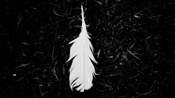 feather black and white 5k Mac Wallpaper