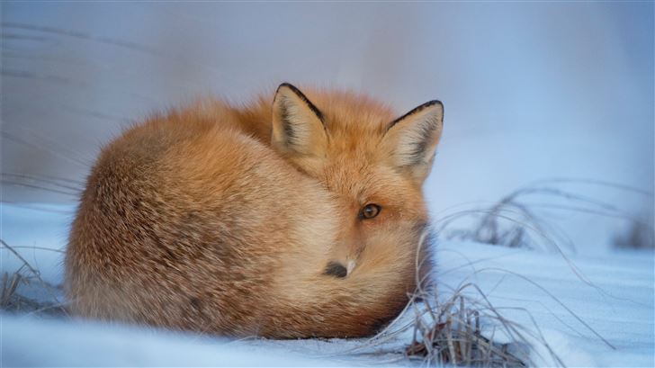 fox laying on snow Mac Wallpaper