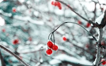 depth of field photography of red cherry fruits MacBook Air wallpaper