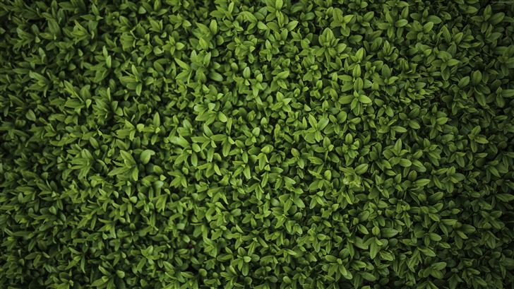 green plants leaves 5k Mac Wallpaper