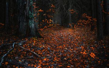 forest leaves autumn 8k All Mac wallpaper