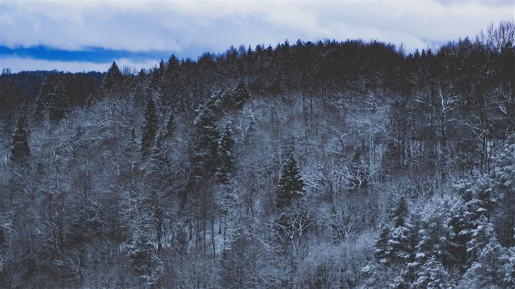 snow forest nature 5k Mac Wallpaper