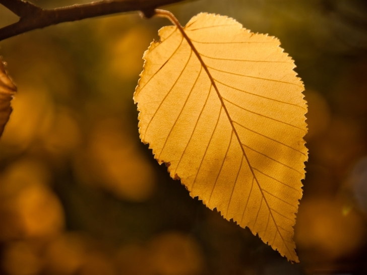 Golden leaf Mac Wallpaper