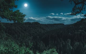 dark night forest view 5k iMac wallpaper