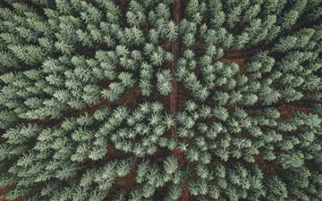 green and brown pine tree iMac wallpaper