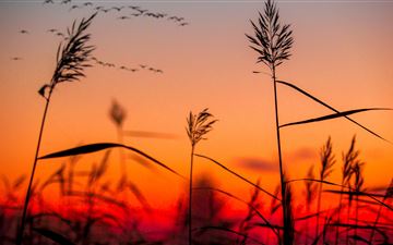 field weeds sunrise iMac wallpaper
