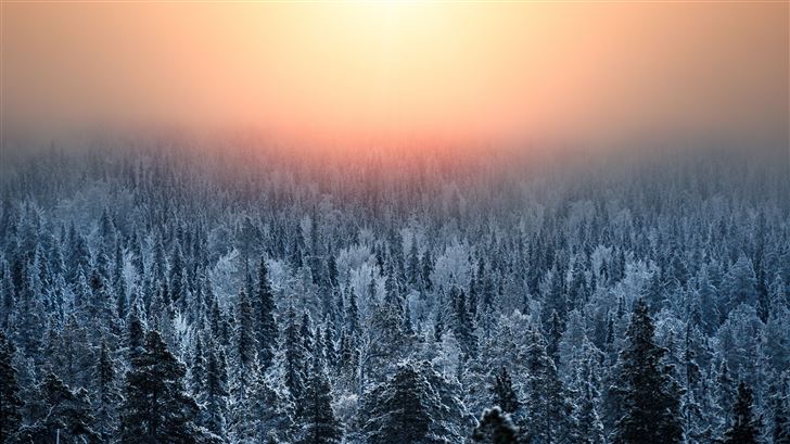 morning light of forest treetop Mac Wallpaper