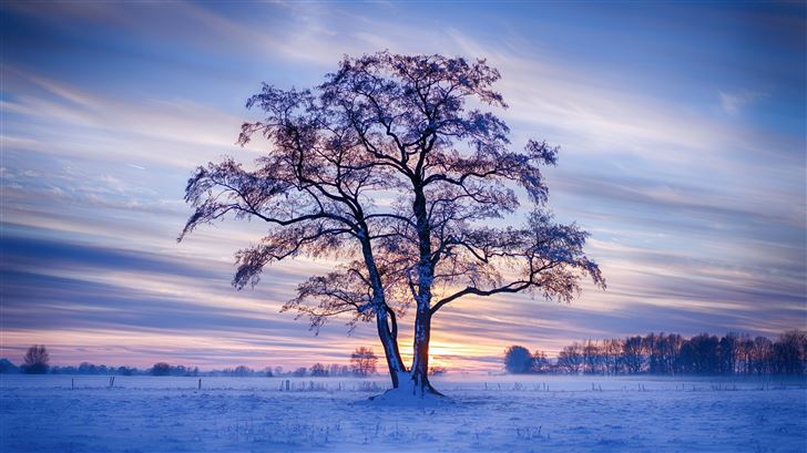 evening winter trees snow 5k Mac Wallpaper