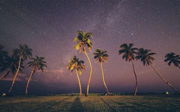 coconut trees under starry sky All Mac wallpaper
