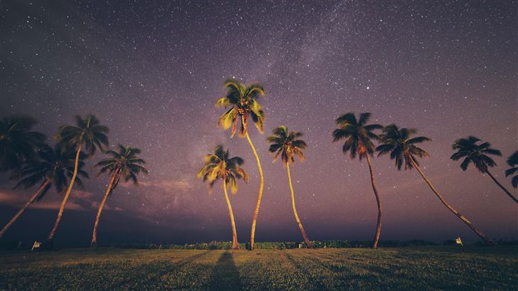 coconut trees under starry sky Mac Wallpaper
