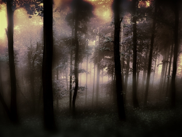 The fog of the forest Mac Wallpaper