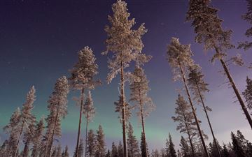 long pine trees winter northern lights MacBook Pro wallpaper
