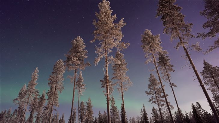 long pine trees winter northern lights Mac Wallpaper