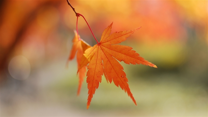 Orange Leaves Bokeh Mac Wallpaper