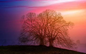 tree sunset dawn 5k iMac wallpaper
