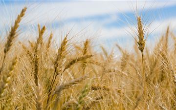 dry wheat farm iMac wallpaper