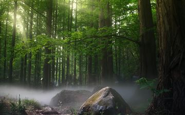 sunbeams forest daylight covered by trees MacBook Air wallpaper