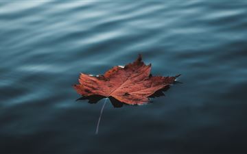 orange autumn leaf floating on water MacBook Air wallpaper