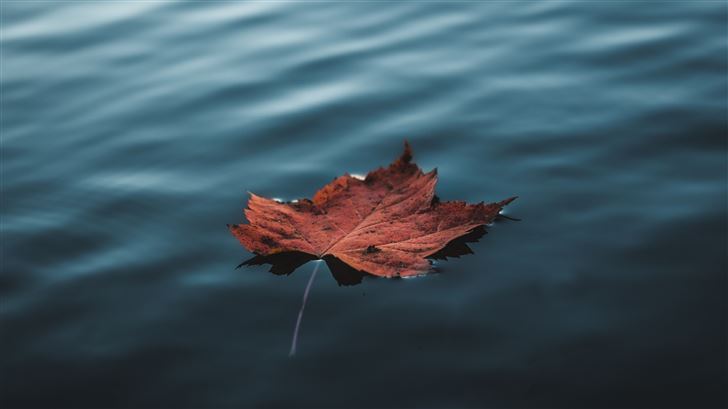 orange autumn leaf floating on water Mac Wallpaper