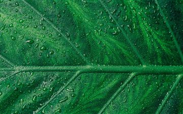 droplets on green leaf macro 5k All Mac wallpaper