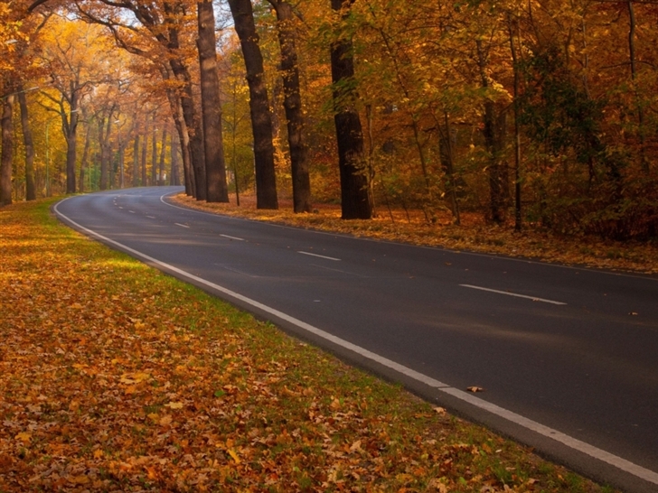 Trees Leaves Roads Mac Wallpaper