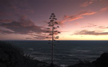 tree ocean seascape sky 5k iMac wallpaper