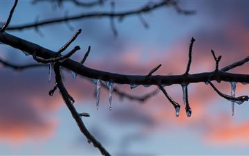 frozen ice melting on tree branch 8k iMac wallpaper