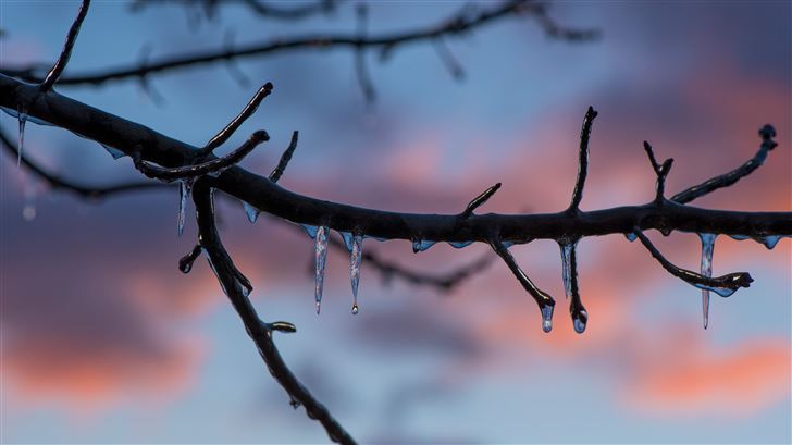 frozen ice melting on tree branch 8k Mac Wallpaper