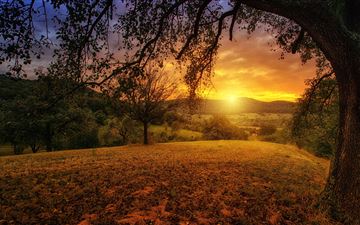 tree sun aesthetic dawn landscape panorama All Mac wallpaper