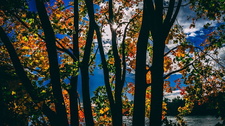 sunbeams between trees in autumn season daylight 5 Mac Wallpaper