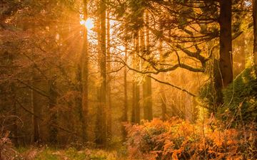 yellow sunset rays in forest All Mac wallpaper