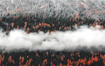 orange tress autumn forest landscape mist scenic n MacBook Air wallpaper