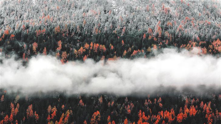 orange tress autumn forest landscape mist scenic n Mac Wallpaper