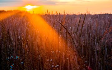 wheat field sun beams photography 5k MacBook Pro wallpaper