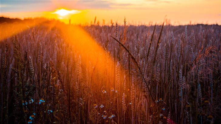 wheat field sun beams photography 5k Mac Wallpaper