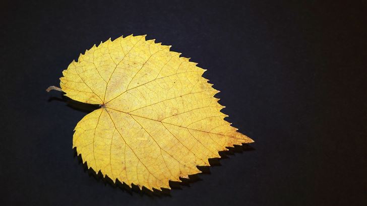 gold leaf Mac Wallpaper