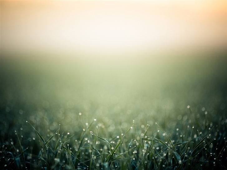 Blurred minimalistic grass Mac Wallpaper