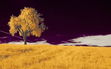 a tree in a field with a purple sky 5k All Mac wallpaper