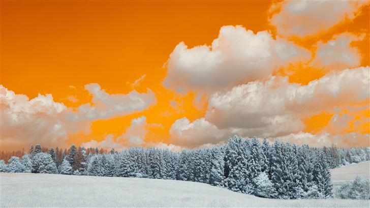 a snow covered field with trees under a cloudy sky Mac Wallpaper