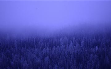 a foggy forest blue trees 5k iMac wallpaper