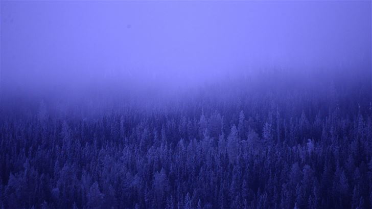 a foggy forest blue trees 5k Mac Wallpaper