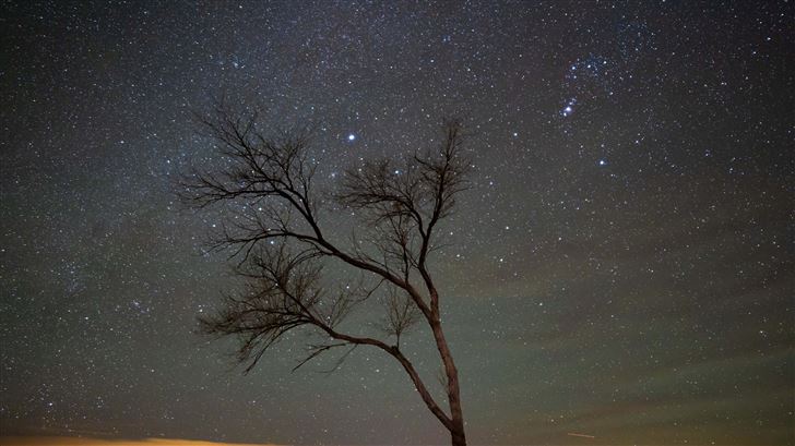a lone tree under a night sky with stars Mac Wallpaper